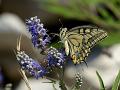 270 - BUTTERFLY - MAROTTI MILJENKO - croatia